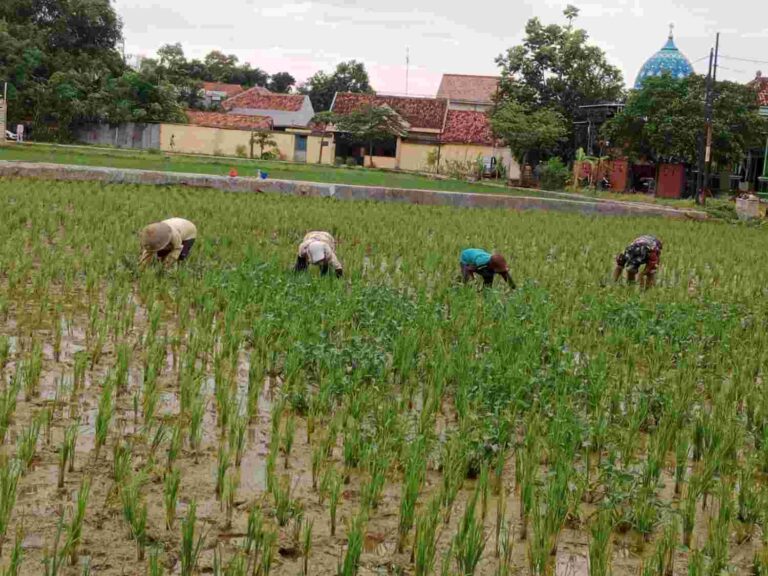 Babinsa Pamekasan Bantu Petani Tanam Padi Di Teja Timur