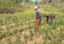 Babinsa Pamekasan Turun ke Lahan, Bantu Petani Bersihkan Gulma Jagung di Kowel Babinsa Pamekasan membantu petani membersihkan gulma tanaman jagung di Kowel