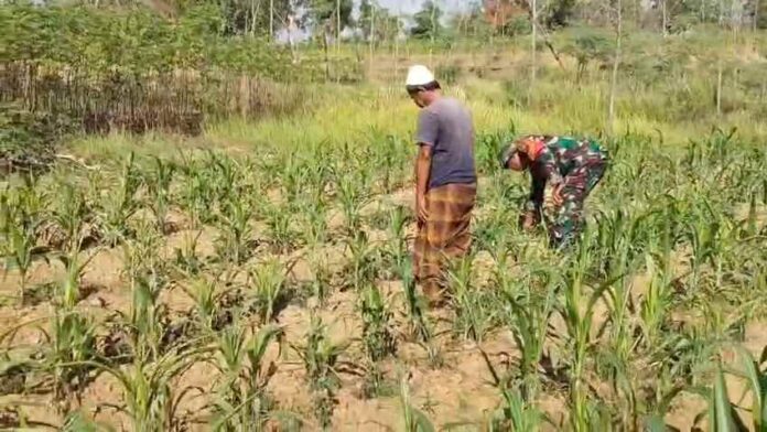 Babinsa Pamekasan membantu petani membersihkan gulma tanaman jagung di Kowel