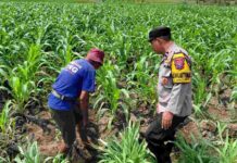 Polsek Ngadiluwih Dampingi Petani Atasi Hama dan Gulma di Lahan Pertanian Kediri