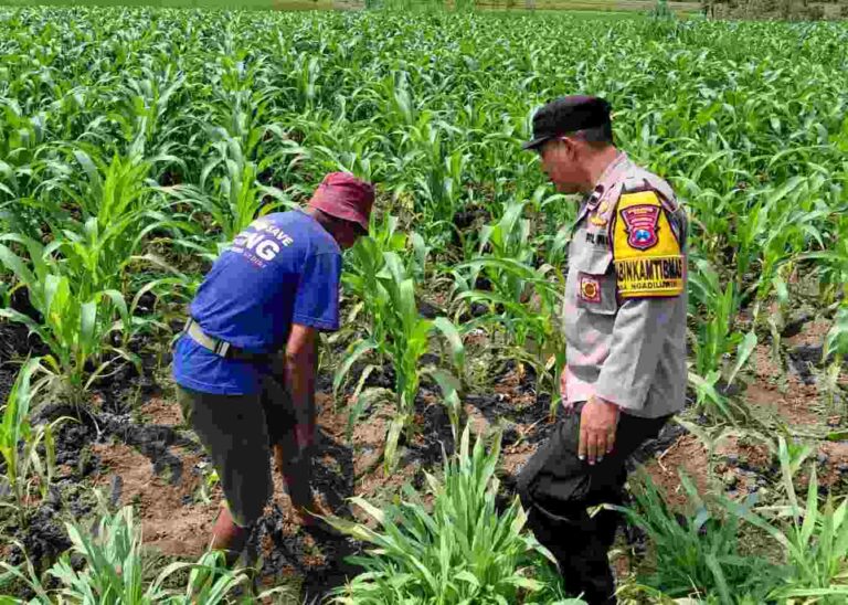 Polsek Ngadiluwih Dampingi Petani Atasi Hama Dan Gulma Di Lahan Pertanian Kediri