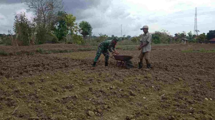babinsa-waru-pamekasan-bantu-warga-tampojung-tengah-lahan-hortikultura